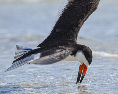 BLACK SKIMMER