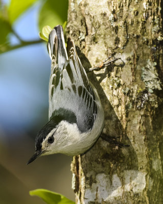 WHITE-BRESTED NUTHATCH