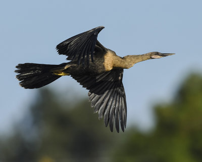 ANHINGA