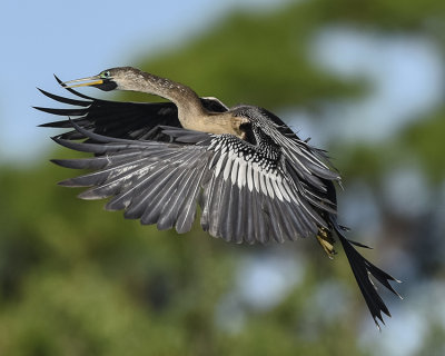 ANHINGA