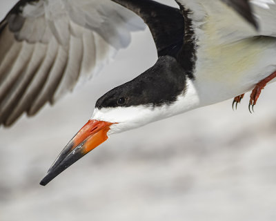 BLACK SKIMMER