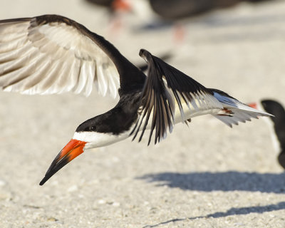 BLACK SKIMMER