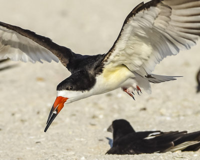 BLACK SKIMMER