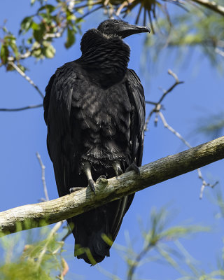 BLACK VULTURE