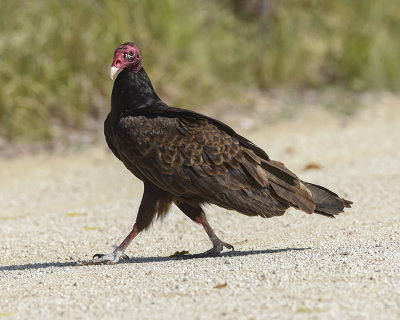 TURKEY VULTURE
