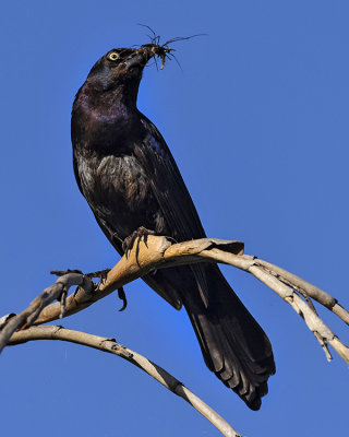 BOAT-TAILED GRACKLE