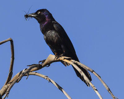 BOAT-TAILED GRACKLE