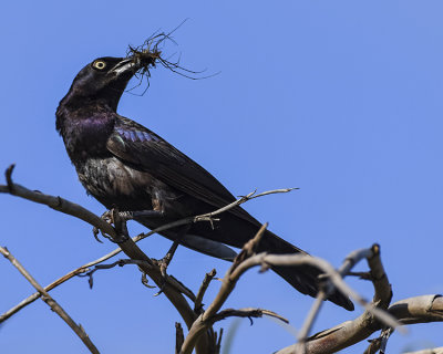 BOAT-TAILED GRACKLE