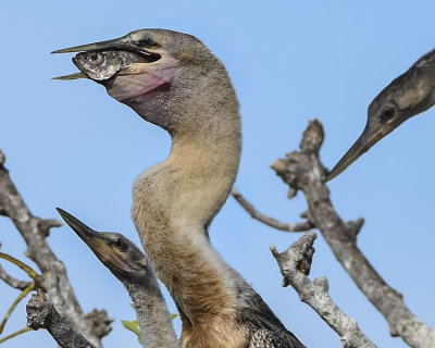 ANHINGA