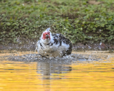 MUSCOVY