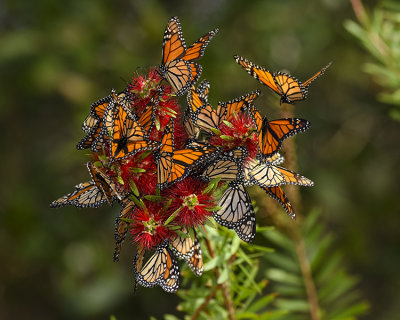 MONARCH BUTTERFLIES