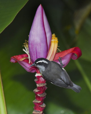 BANANAQUIT