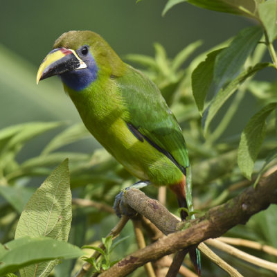 EMERALD TOUCANET