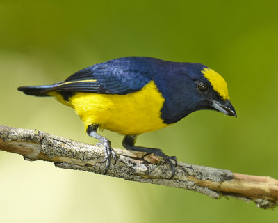 SPOT-CROWNED EUPHONIA