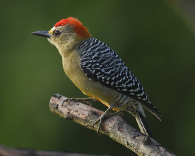 RED-CROWNED WOODPECKER ♂