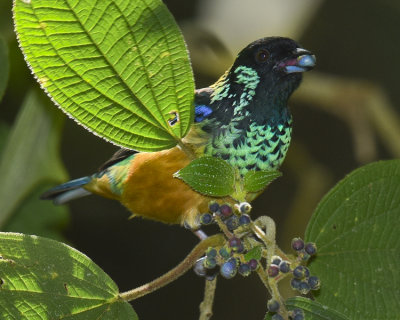 SPANGLE-CHEEKED TANAGER