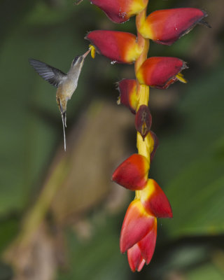 LONG-BILLED HERMIT