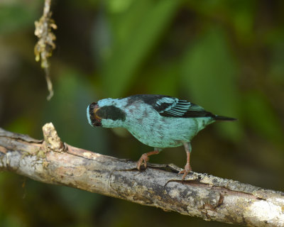 BLUE DACNIS