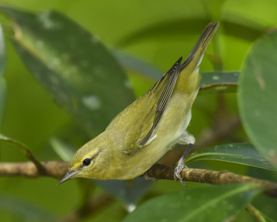 TENNESSEE WARBLER