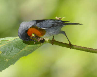FLAME-THROATED WARBLER