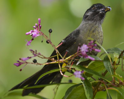 YELLOW-THIGHED FINCH