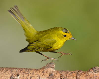 WILSON'S WARBLER