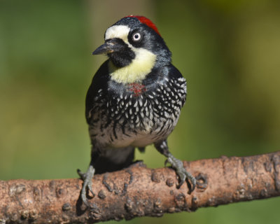 ACORN WOODPECKER