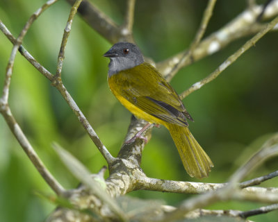 GREY-HEADED TANAGER