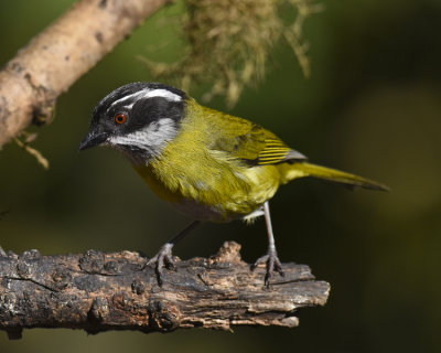 SOOTY-CAPPED CHLOROSPINGUS