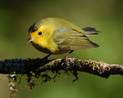 WILSON'S WARBLER