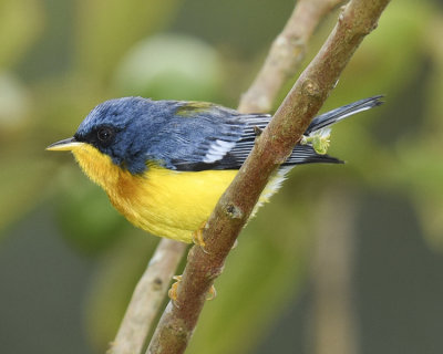 TROPICAL PARULA