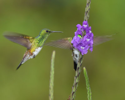 SNOWY-BELLIED HUMMINGBIRD