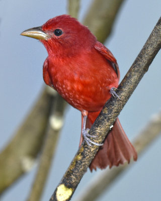 SUMMER TANAGER ♂