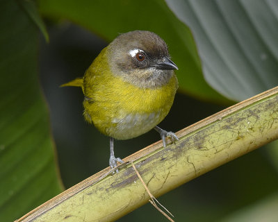 COMMON CHLOROSPINGUS