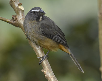 GRAYISH SALTATOR