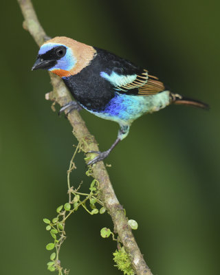 GOLDEN-HOODED TANAGER