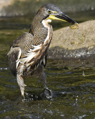 FASCIATED TIGER-HERON