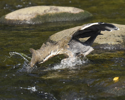 FASCIATED TIGER-HERON