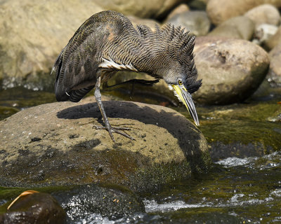 FASCIATED TIGER-HERON