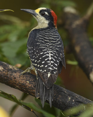 BLACK-CHEEKED WOODPECKER