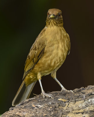 CLAY-COLORED THRUSH