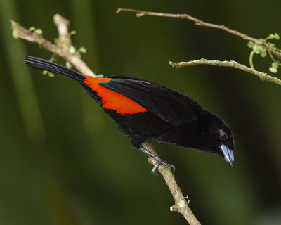 PASSERINI'S TANAGER ♂