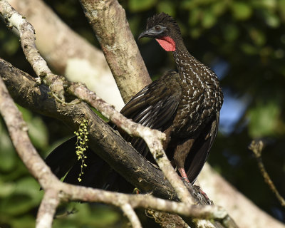 CRESTED GUAN