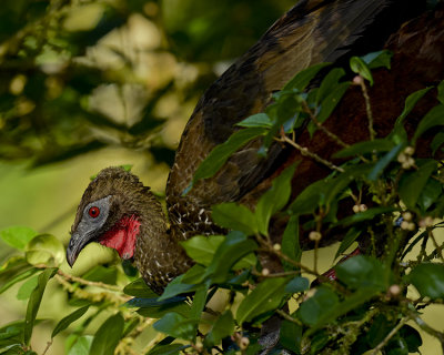 CRESTED GUAN