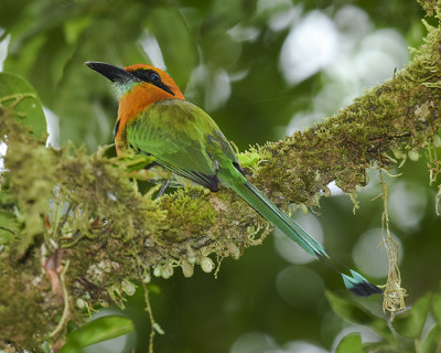 BROAD-BILLED MOTMOT