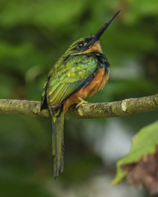 RUFOUS-TAILED JACAMAR