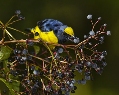 SPOT-CROWNED EUPHONIA