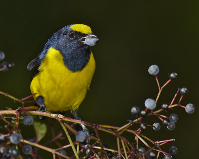 SPOT-CROWNED EUPHONIA