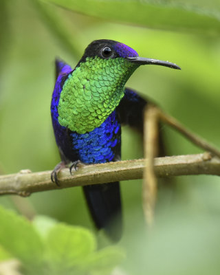 VIOLET-CROWNED WOODNYMPH