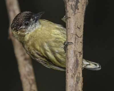 OLIVACEOUS PICULET ♀